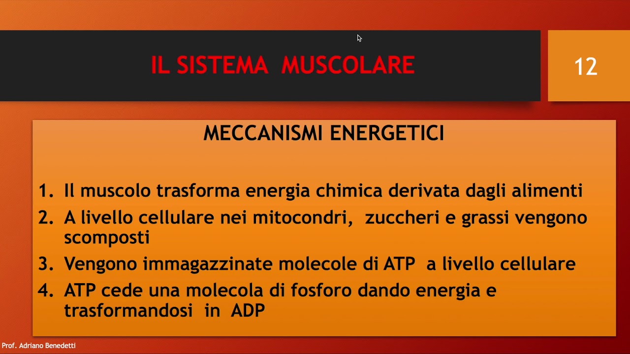 Il sistema muscolare e i meccanismi energetici