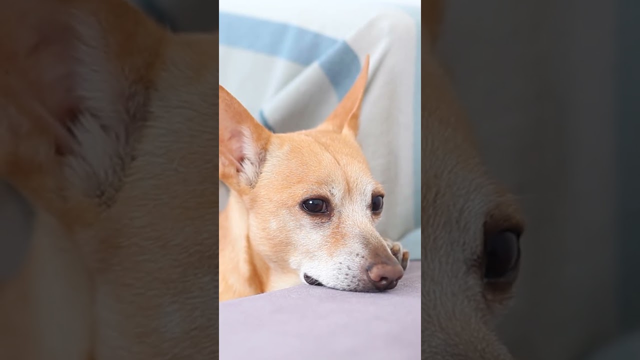 4 REMÉDIOS para CARRAPATOS em CÃES 🕷️🐶