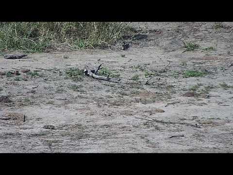 Djuma: Blacksmith Lapwing-can you see one egg in the nest? - 15:09 - 10/04/2023