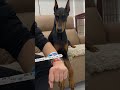Dober Doodle Epic Toy Prank On Doberman DogPrank FunnyPets Doberman