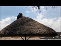ETHIOPIAN MUSIC - ASHEWEYINA  - ASTER AWEKE
