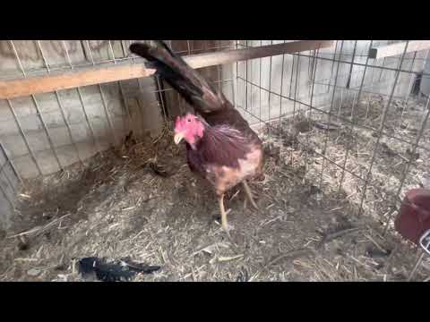 Dink Sweater Henny Brood