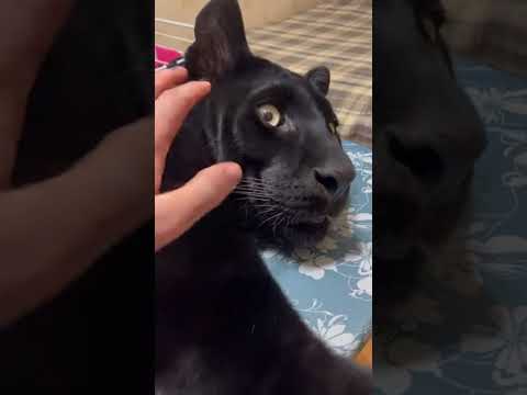 Просто пантера на гладильной доске - ничего необычного #panther #юмор #cat