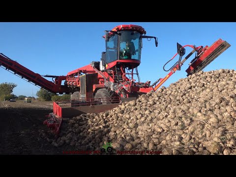 Holmer - DAF / Rübenverladung - Loading Beets  2022