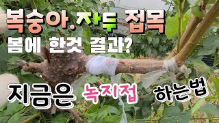 과일나무 접목 간단하게 하는법 녹지접 지금해야 복숭아.자두 우량 품종 접목시기A simple method o…
