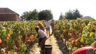 preview picture of video 'Alf Vanags wine picking and treading'