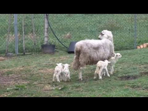 , title : 'Sorpresa por el parto de cuatro crías de la oveja Marujiña'