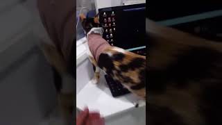 Saga émirienne de Carole : « Kloé découvre qu'elle a une patte en moins ".