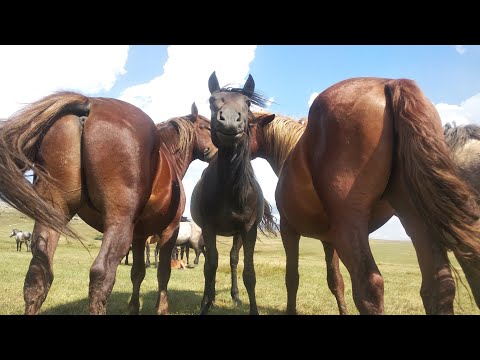They call them wild but they are tame🐎             📍Livno