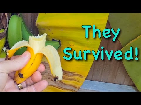 Broken Banana Tree Survives and Rare Bananas Ripen ~ Delicious!