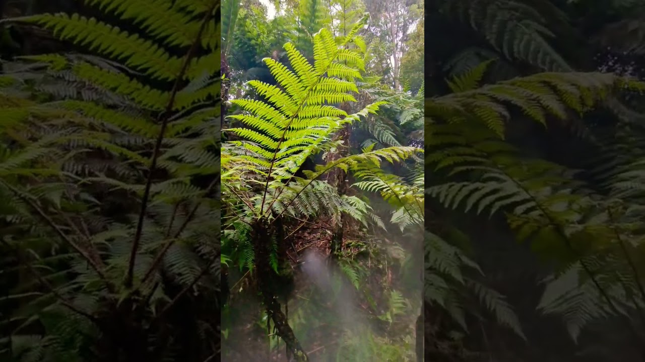 YouTube Short thumbnail