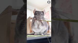 Chinchilla 🐹 The Fluffiest Pet!