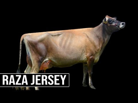 , title : '🔴 Cuanto Dura El Embarazo De Una Vaca JERSEY ✅'