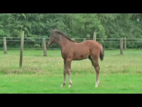Hengstfohlen v. Diamant de Semilly x Cassini I, geb.17.04.2018, Video v.17.06.18
