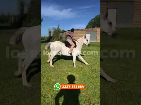 Caballo Tordillo Entrepesado funcional $4.000.000 LOSEQUINOS.COM