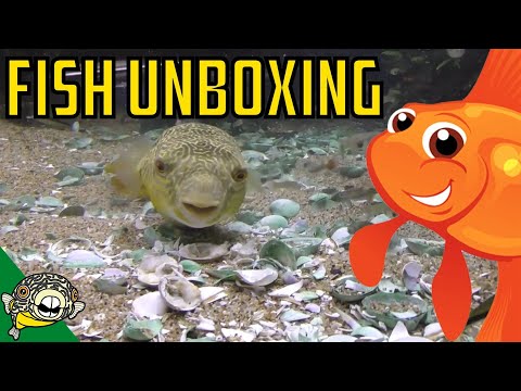 Aquarium Fish Unboxing. Rare Plecos, Puffer Fish, Corydoras, Cardinal Tetras, Rice Fish
