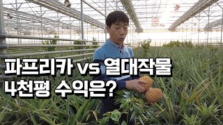 파프리카 농장 4천평을 열대작물로 바꾼 이유