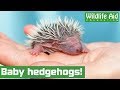 Cute hedgehog family returned to the wild!