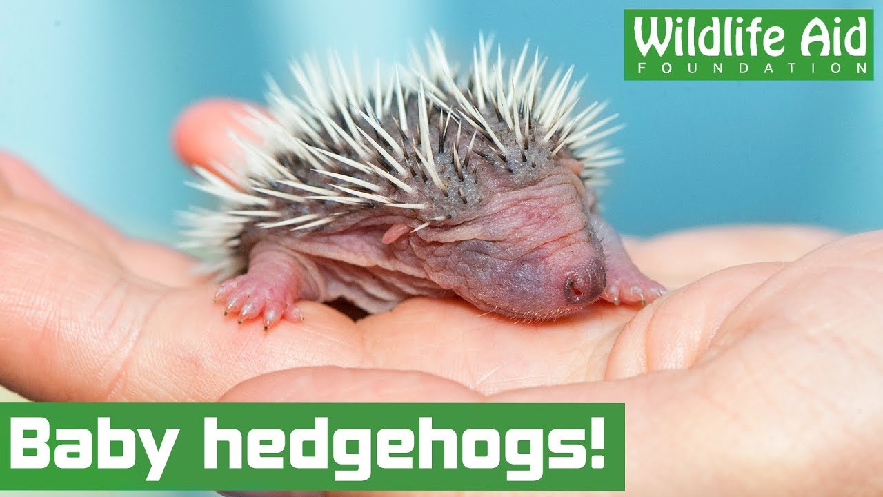 Cute hedgehog family returned to the wild!