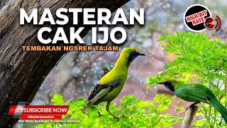 Download lagu Masteran Cucak Ijo dan Murai Batu Full Temabakan Isian Kasar Ngsrek Tajam mp3