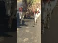Mana Ki Bezubaan Hu ️ Heart Touching Dogs Story Shorts Dogs Shorts Viral Trending Shorts Virals