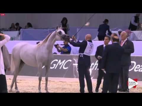 N.76 AL ARYAM HAMRA - Dubai 2016 - Fillies 2 years old (Class 3)