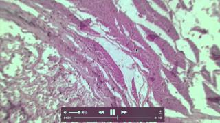 Bone Histological Slides