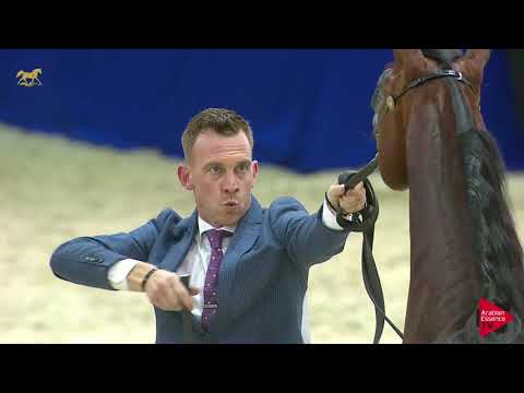 N.191 OMEAR AL HAWAJER - Dubai 2019 - Stallions 4- 6 years old