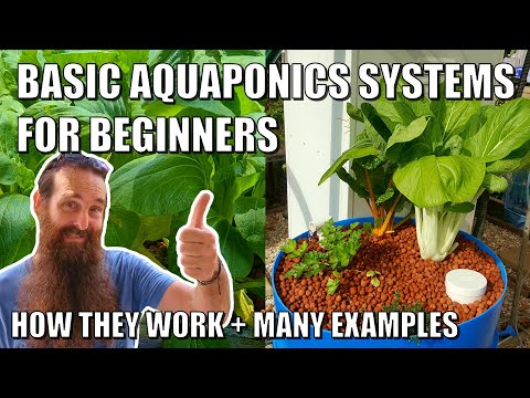 Basic Aquaponics Systems for Beginners | How they Work & Design Ideas
