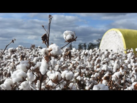 Regions like Gunnedah have ‘kept the nation booming’ throughout COVID-19 pandemic
