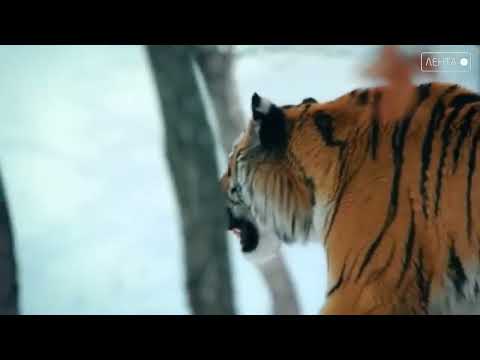 О чем нужно знать перед встречей с большой амурской кошкой