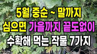 5월 중순 ~ 말까지 심으면 가을까지 끝도없이 수확해 먹는 작물 7가지