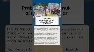 Bikin Heboh Warga! Sapi Kurban Prabowo Ngamuk di Masjid Al Akbar Surabaya