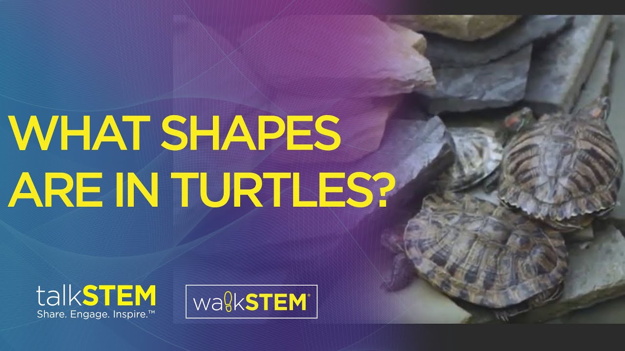 What shapes are in turtles and other living things? – Turtle Pond