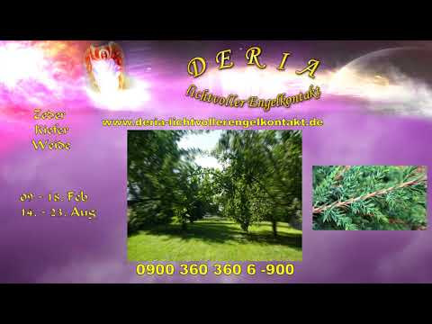 19.08.2019  Das keltische Baumhoroskop - DEIN  SEELENBAUM 3. Teil : Zeder Kiefer Weide