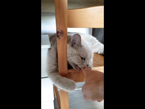 British Shorthair Cat doesn't want to play, prefers to bite - #shorts