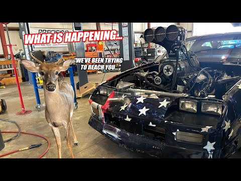 Random Deer Tries To Help Tune My Car But Attacks Me Instead (Oh Deer)