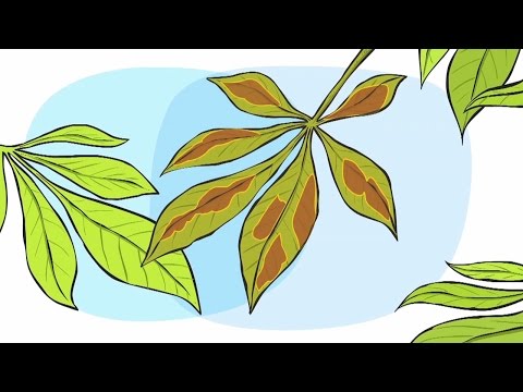 Die Analyse zeigt, dass der Prostata-Saft Prostata-Adenom uskladnennya