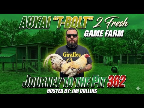 Hawaiian Gamefowl breeder A.K.A T-Bolt
