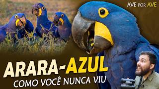 Miniatura do vídeo