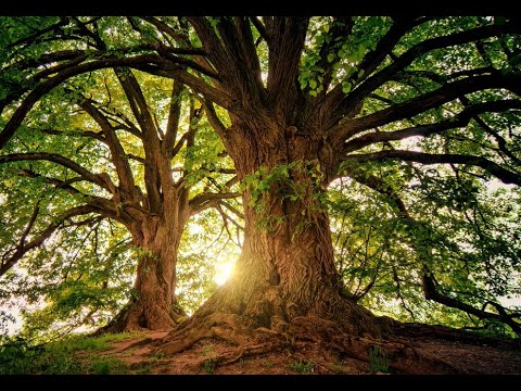 SOUNDS of SUMMER: "A meadow in June" - Birds, Crickets, and Insects - RELAXATION + SLEEP SOUNDS