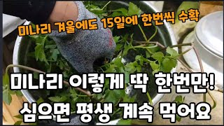 이렇게 딱 한번만! 하면 겨울에도 미나리를 먹고 평생 계속 먹어요! #미나리삽목 #미나리재배 #미나리키우기 …