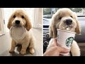 Cutest Golden Retriever Puppies Made Your Day With These Funny And Cute Golden Retriever Puppies