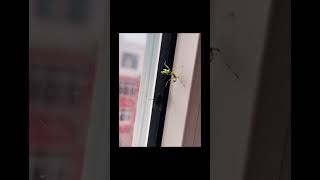 Download lagu Wait for it #prayingmantis #flies #pestcontrol #entomology #insect mp3 Download lagu Wait for it #prayingmantis #flies #pestcontrol #entomology #insect mp3