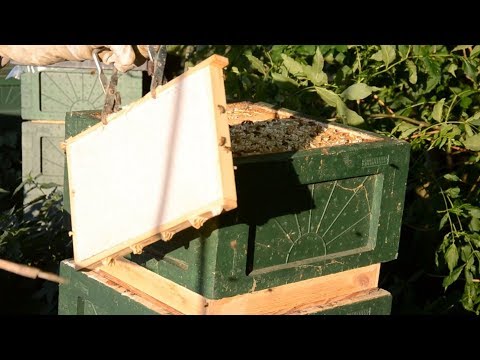 Honungsskattning med bitömmare