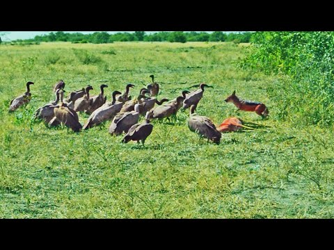 20 Vultures Take on a Jackal