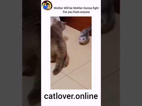 PritpalBhullar03🦅#shorts #cat #cats #funny