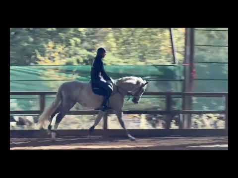 Aegon CZ training flatwork