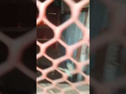 Maimun Baby watching Hen..