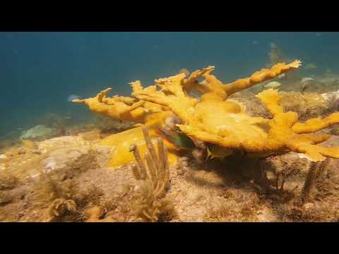 Erojax at Dania Beach